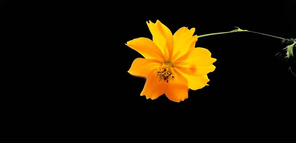 Laranja Flor Cosmos Isolado — Fotografia de Stock