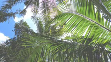 Tropikal orman palmiyesi yaprakları