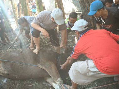 Merkezi Java. Endonezya 'da. 31 Temmuz 2020. Kurban Bayramı Mübarek. Kurbanlık hayvan kurban etmek.