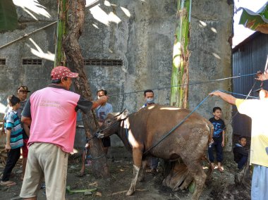 Merkezi Java. Endonezya 'da. 31 Temmuz 2020. Kurban Bayramı Mübarek. Kurbanlık hayvan kurban etmek.
