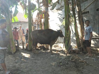 Merkezi Java. Endonezya 'da. 31 Temmuz 2020. Kurban Bayramı Mübarek. Kurbanlık hayvan kurban etmek.