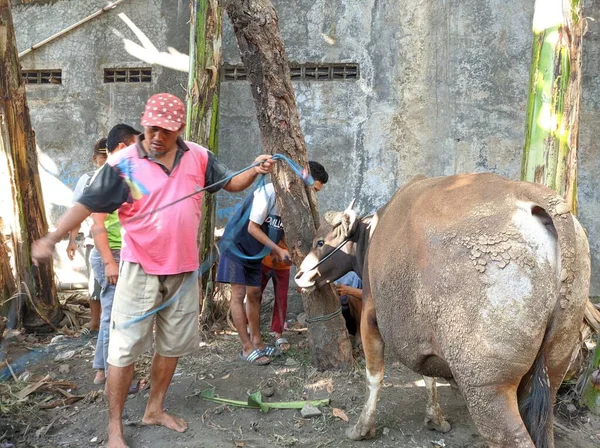 爪哇中部印度尼西亚 July 2020 宰牲节穆巴拉克 祭祀动物的祭祀 — 图库照片