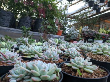 Sulu-ekheveria elegans. Meksika Kartopları