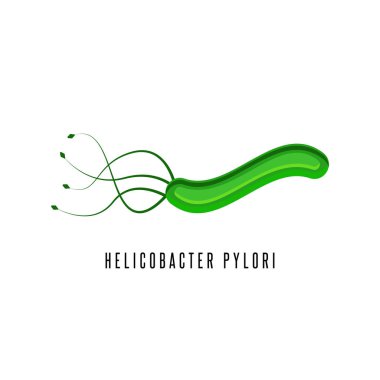 Helicobacter pylori illustration microaerophilic bacterium which infects various areas of the stomach and duodenum clipart
