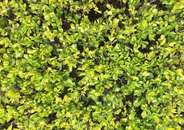 Doğal desen sürekli bir tuval içinde taze yeşil çalılar küçük yoğun yaprakların doku
