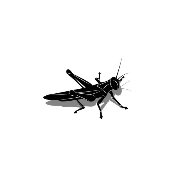 Isolated Silhouette Grasshopper Shadow Insect Preparing Jump Black White Vector — Stock Vector