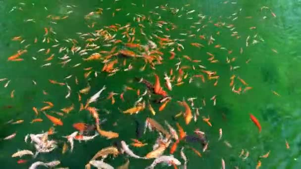 Troupeau Carpes Koï Poissons Nage Douceur Lentement Dans Étang Fond — Video