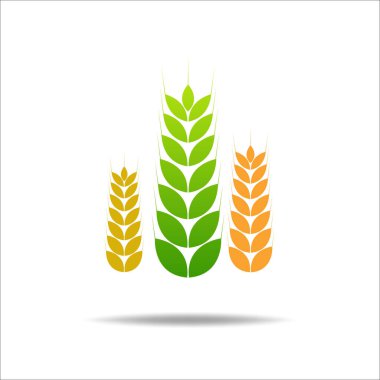 Beyaz ve yazılı buğday, tarımsal vektör çizimi
