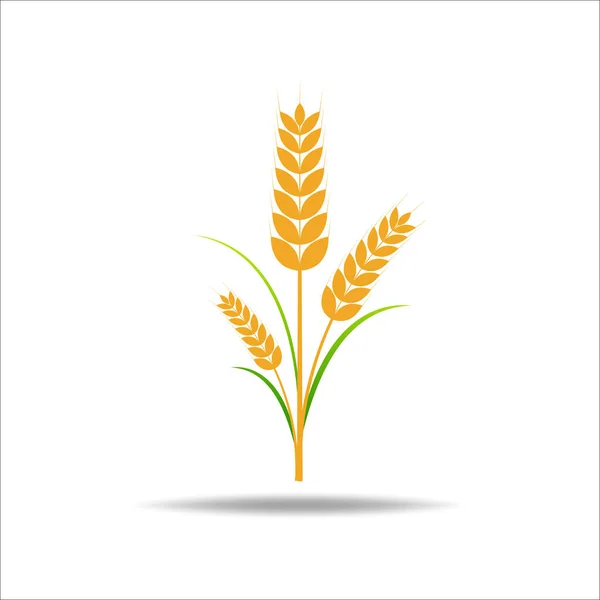 Trigo Sobre Branco Texto Ilustração Vetorial Agrícola — Vetor de Stock
