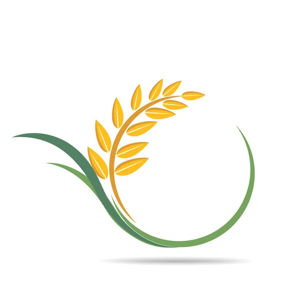 Frumento Bianco Testo Illustrazione Vettoriale Agricola — Vettoriale Stock