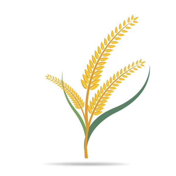 Frumento Bianco Testo Illustrazione Vettoriale Agricola — Vettoriale Stock