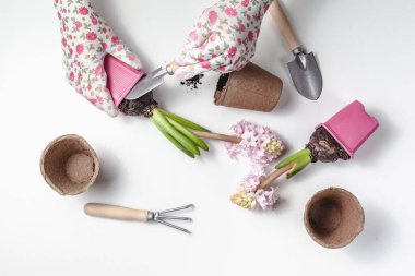 Beyaz arka planda bahçe aletleri ve bitkiler. Bahar bahçesi konsepti. Güzel sümbüller. Metin için yer.