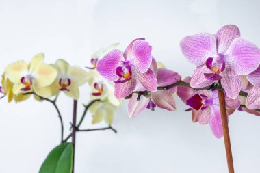 Beyaz arka planda çok renkli orkideler izole edilir. Tropik çiçekler beyaz, sarı ve pembedir.