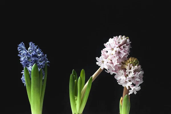 Grußkarte Schöne Mehrfarbige Hyazinthe Blume Auf Schwarzem Hintergrund — Stockfoto