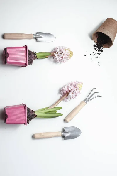 Gartengeräte Und Pflanzen Auf Weißem Hintergrund Frühlingsgartenkonzept Schöne Hyazinthen Blühen — Stockfoto