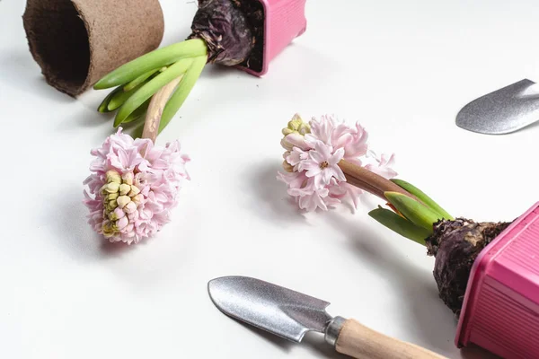 Gartengeräte Und Pflanzen Auf Weißem Hintergrund Frühlingsgartenkonzept Schöne Hyazinthen Blühen — Stockfoto