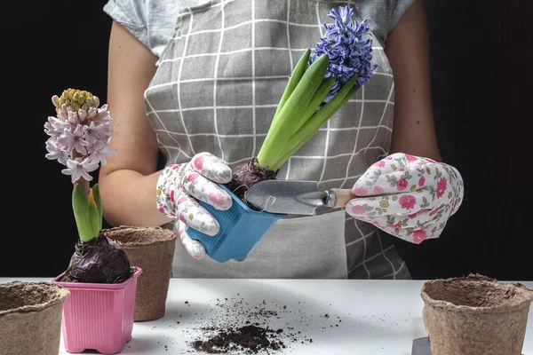 gardening home. Girl replanting  flowers  hyacinths in home garden. indoor garden, room with plants banner Potted green plants at home, home jungle, Garden room, gardening, Plant room, Floral decor