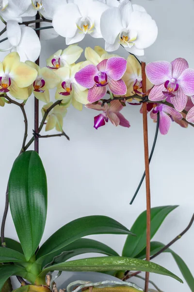 Multi-colored orchids on  white background isolate. Tropical flowers are white, yellow, pink