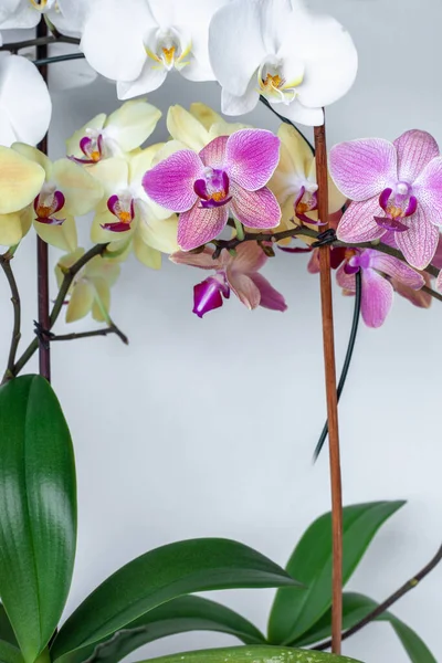 Multi-colored orchids on  white background isolate. Tropical flowers are white, yellow, pink