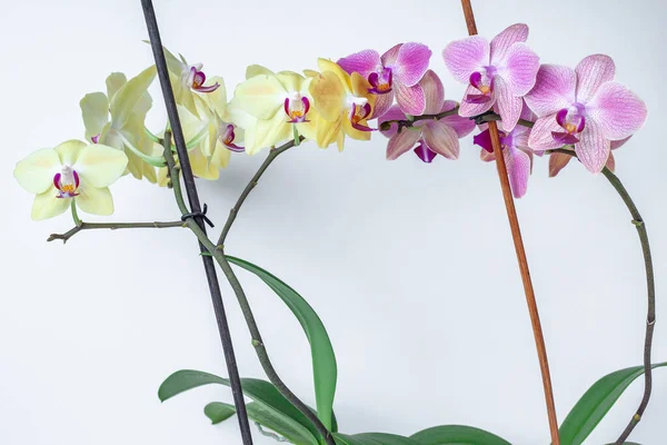 Multi-colored orchids on  white background isolate. Tropical flowers are white, yellow, pink