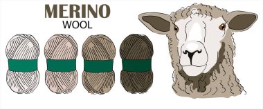 Koyun çiftliği ve koyun yünü. Koyun yetiştiriciliği. Beyaz arkaplandaki vektör çizimleri. Merino kuzuları. Merino Yünü