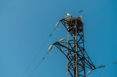 Elektrik direğindeki leylek yuvası. Mavi arka planda leylekler. Vahşi hayvanların ekolojik sorunu.