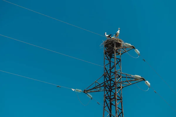 Ninho Cegonhas Num Poste Eléctrico Cegonhas Num Fundo Azul Problema — Fotografia de Stock