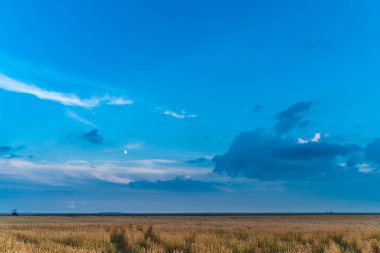 Güzel yaz manzarası. Altın buğday tarlası ve gök mavisi