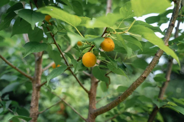 Albicocca Cresce Giardino Cibo Biologico Della Fattoria Raccolta Autunnale Disintossicazione — Foto Stock