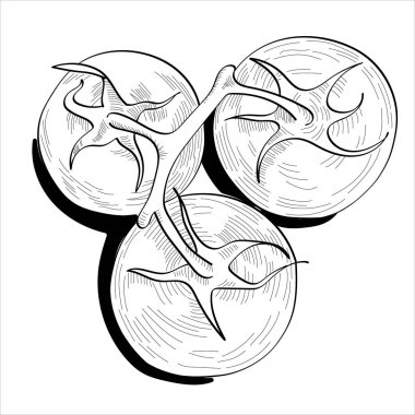 Beyaz arka planda üç domates izole edilmiş. El çizimi tarzı. Siyah ve beyaz