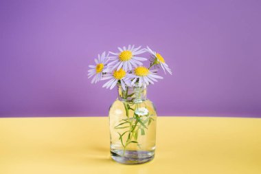 Mor arka planda papatya çayı. Mesaj için yer. Yaz kompozisyonu. Mutlu yıllar, defter kapağı.