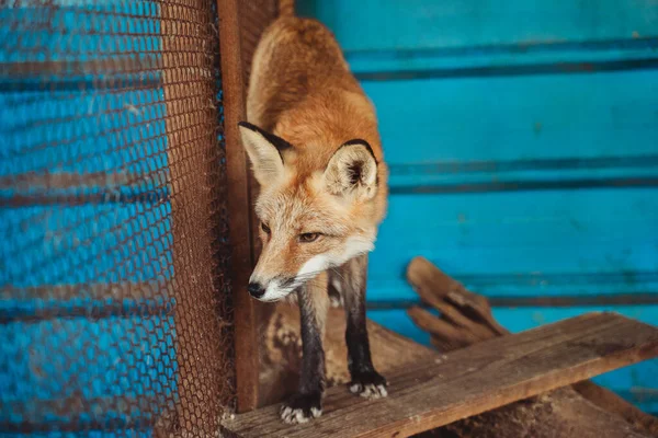 Red fox at zoo.Wild animals in captivity