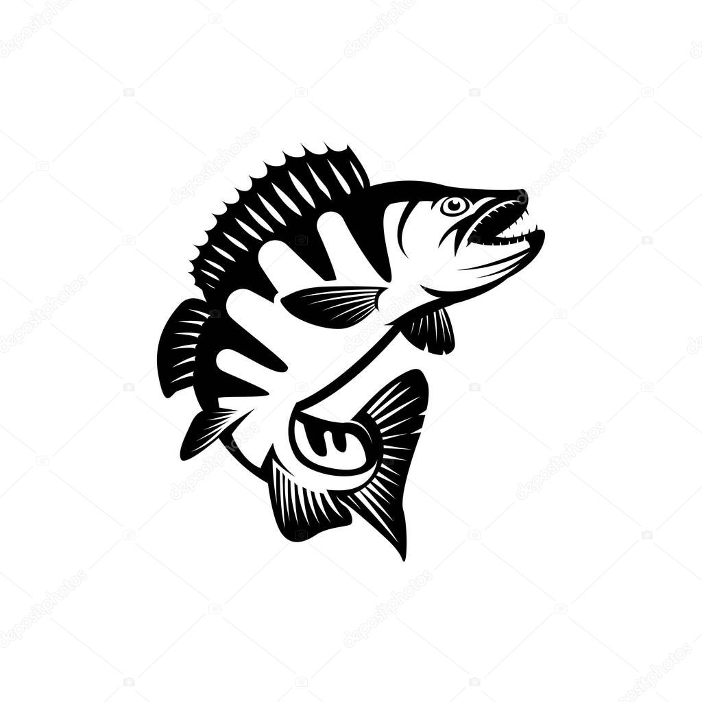 perch fish icon. fishing logo