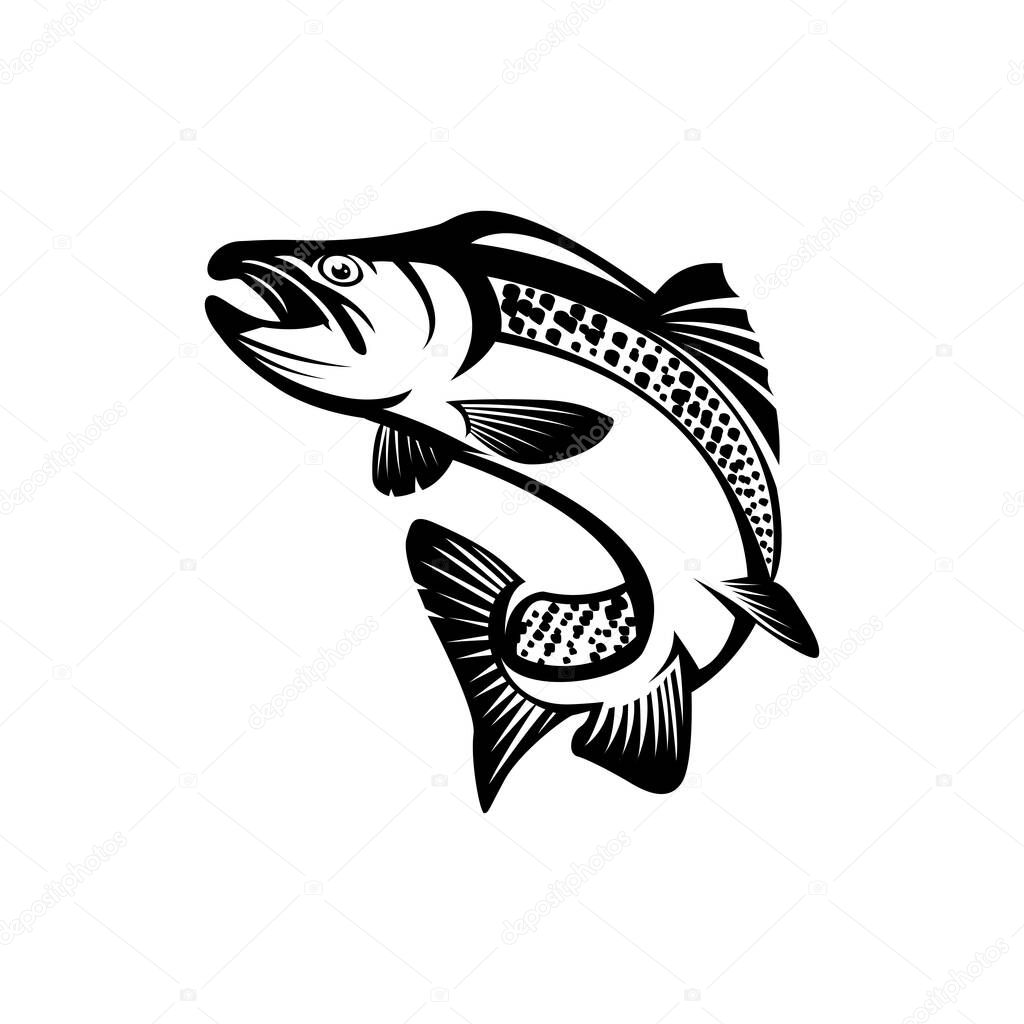 salmon fish vector silhouette fishing logo