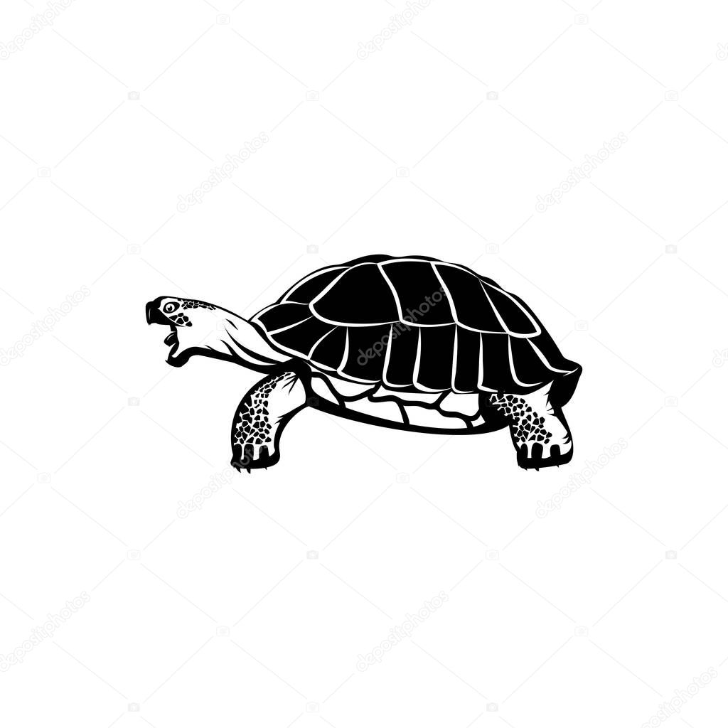 Vector of turtle design on a white background