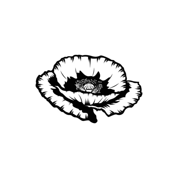 白を基調とした黒と白の開花ケシの花のコンセプトは孤立した 野生の夏エキゾチックな葉のワイルドフラワーベクトルイラスト ビジネス訪問カード タイポグラフィのベクトル Tシャツのプリントのための大きなポピー要素のアイデア — ストックベクタ