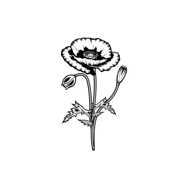 古色古香的黑白相间的罂粟花概念在白色的背景上是孤立的 野生夏季异国情调的叶子野花病媒图解 商务名片 排字矢量 T恤衫印刷的意念 — 图库矢量图片