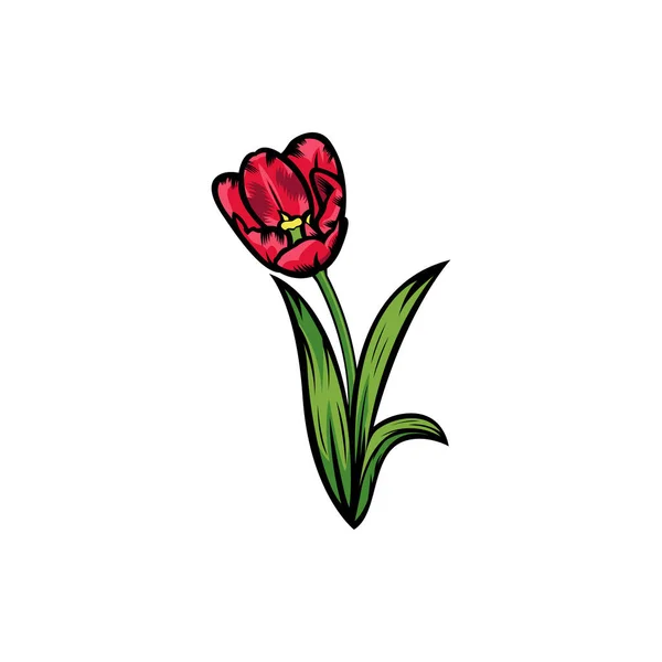 Ročník Červené Kvetoucí Tulipány Koncept Bílém Pozadí Izolované Květinové Botanické — Stockový vektor