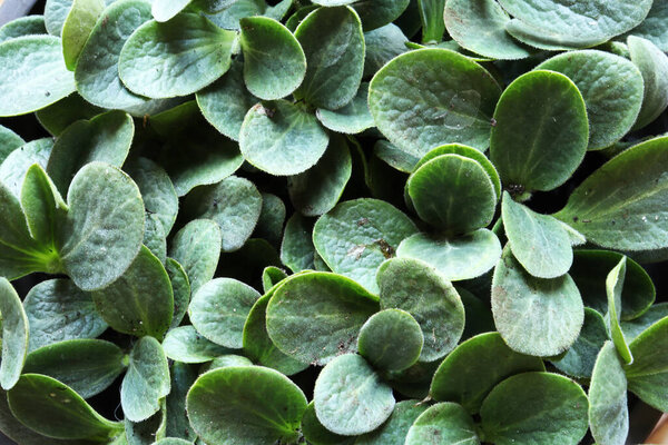 Photography of many butternut squash baby plants grown from seeds