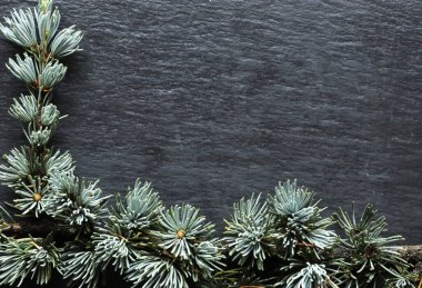 Menüler, etiketler veya işaretler için arkaplan arkaplanı üzerindeki bir sedir dalının fotoğrafı