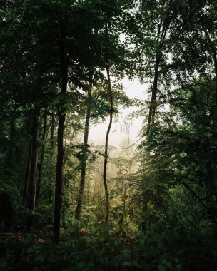 Gizemli karanlık bir ormanda sis ve sis. Yolda ışık huzmeleri parlıyor..