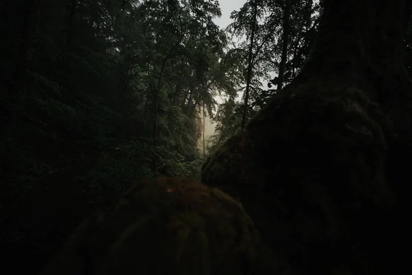 Nebbia Nebbia Una Misteriosa Foresta Oscura Con Raggi Luce Che — Foto Stock