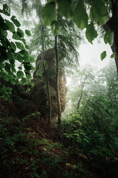 Brouillard Brouillard Dans Une Mystérieuse Forêt Sombre Avec Des Rayons — Photo