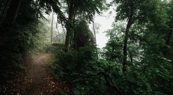 在神秘的黑暗森林里 雾蒙蒙的 道路上闪烁着光芒 — 图库照片