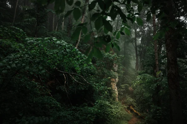 Nevoeiro Névoa Uma Misteriosa Floresta Escura Com Raios Luz Brilhando Imagem De Stock