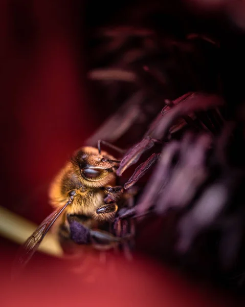 Крупный План Красивой Пчелки Собирающей Нектар Красный Цветок Мака — стоковое фото