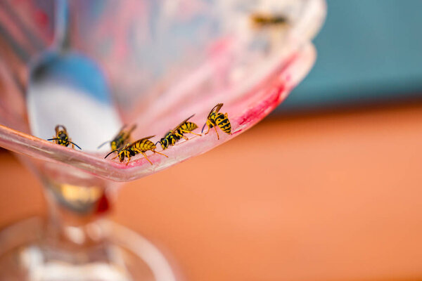 Many wasp flying on an empty ice cream cup in the summer