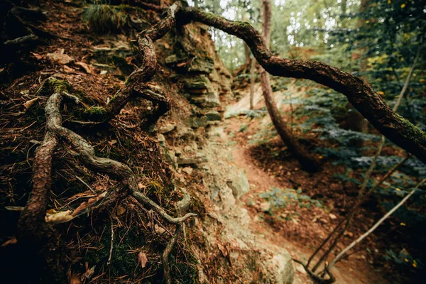 有根和倒下的树穿过森林的神秘小径 — 图库照片