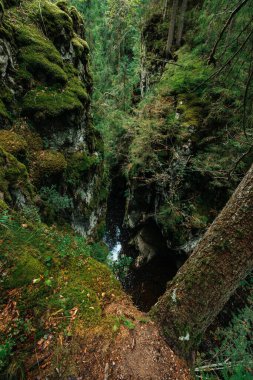 Haslach vadisinin ormanı ve nehri Almanya 'daki Kara Orman' da Wutach vadisinin yanında.