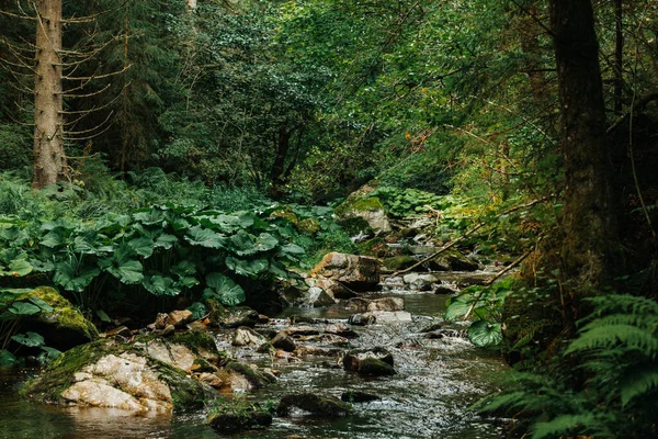 Δάσος Και Ποταμός Του Φαραγγιού Haslach Δίπλα Στο Φαράγγι Wutach — Φωτογραφία Αρχείου